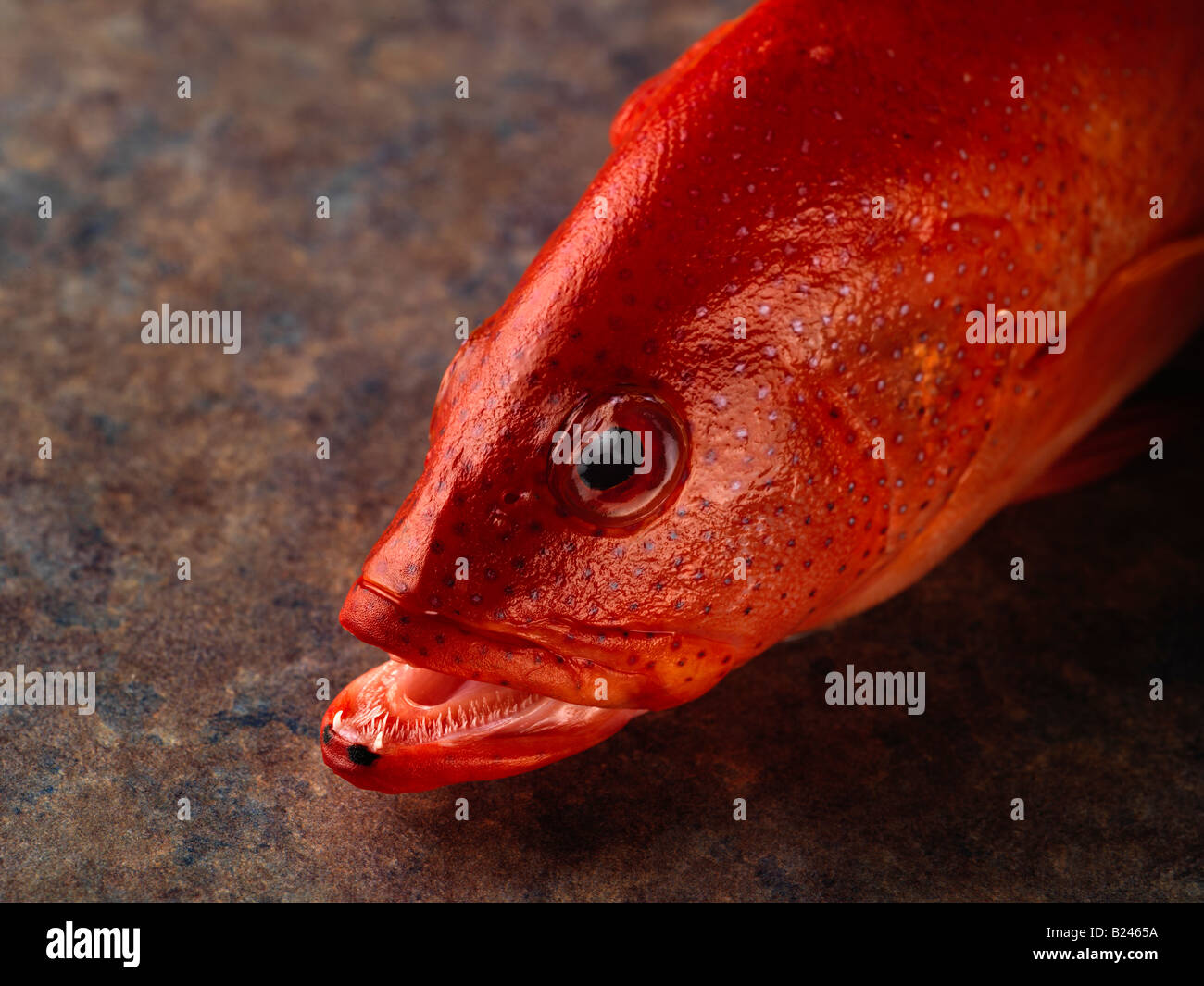 Strawberry Grouper Fish with mouth open Stock Photo Alamy