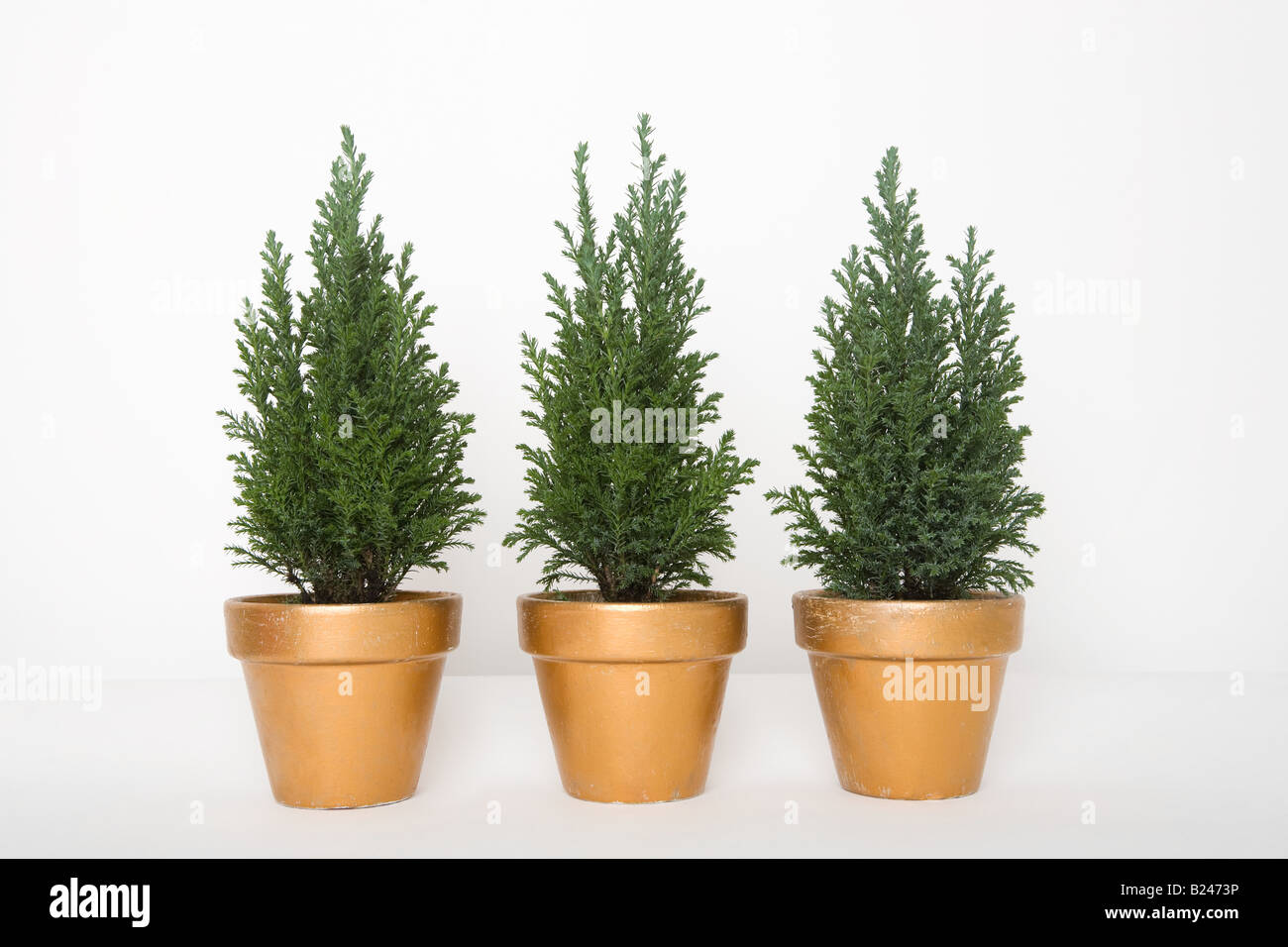 Three evergreens in a row Stock Photo