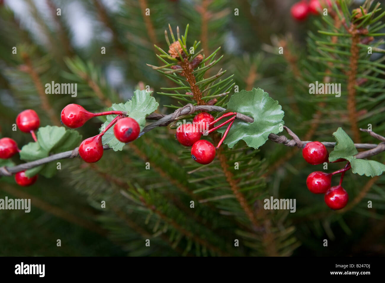 Holly tree christmas hires stock photography and images Alamy