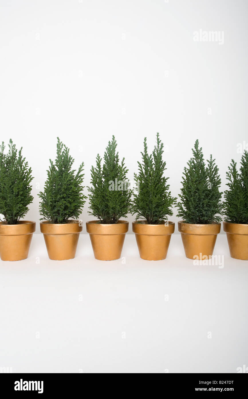 Six evergreens in a row Stock Photo