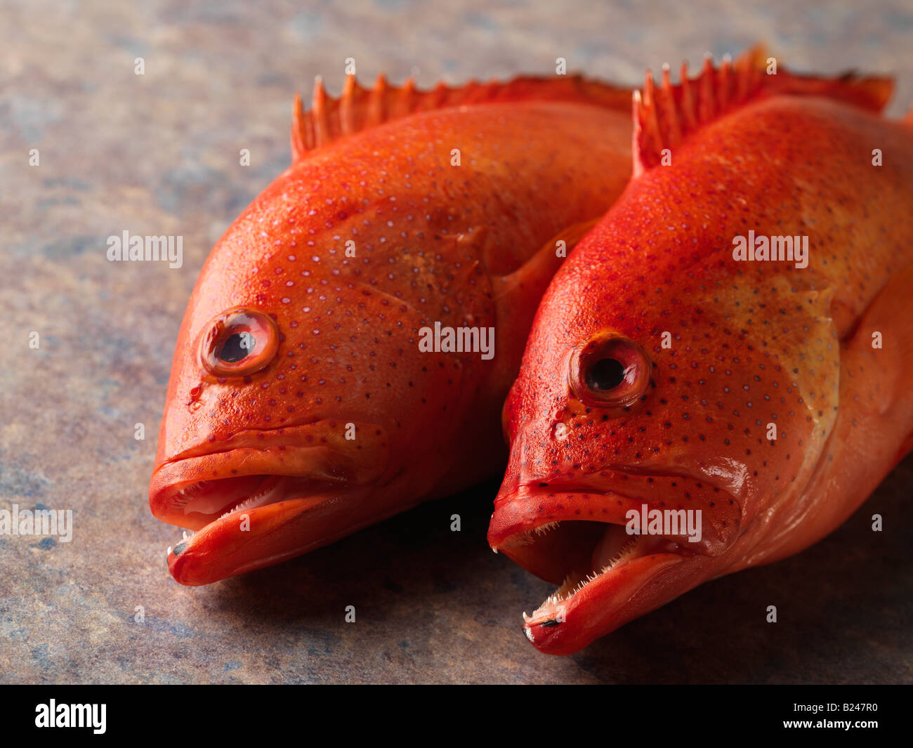 2 Strawberry Grouper Fish Stock Photo Alamy 2 Strawberry Grouper Fish Stock Photo Alamy