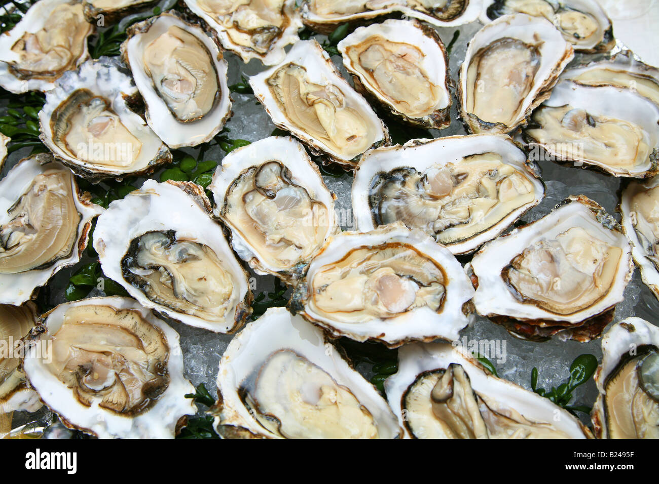 Oyster Stock Photo - Alamy