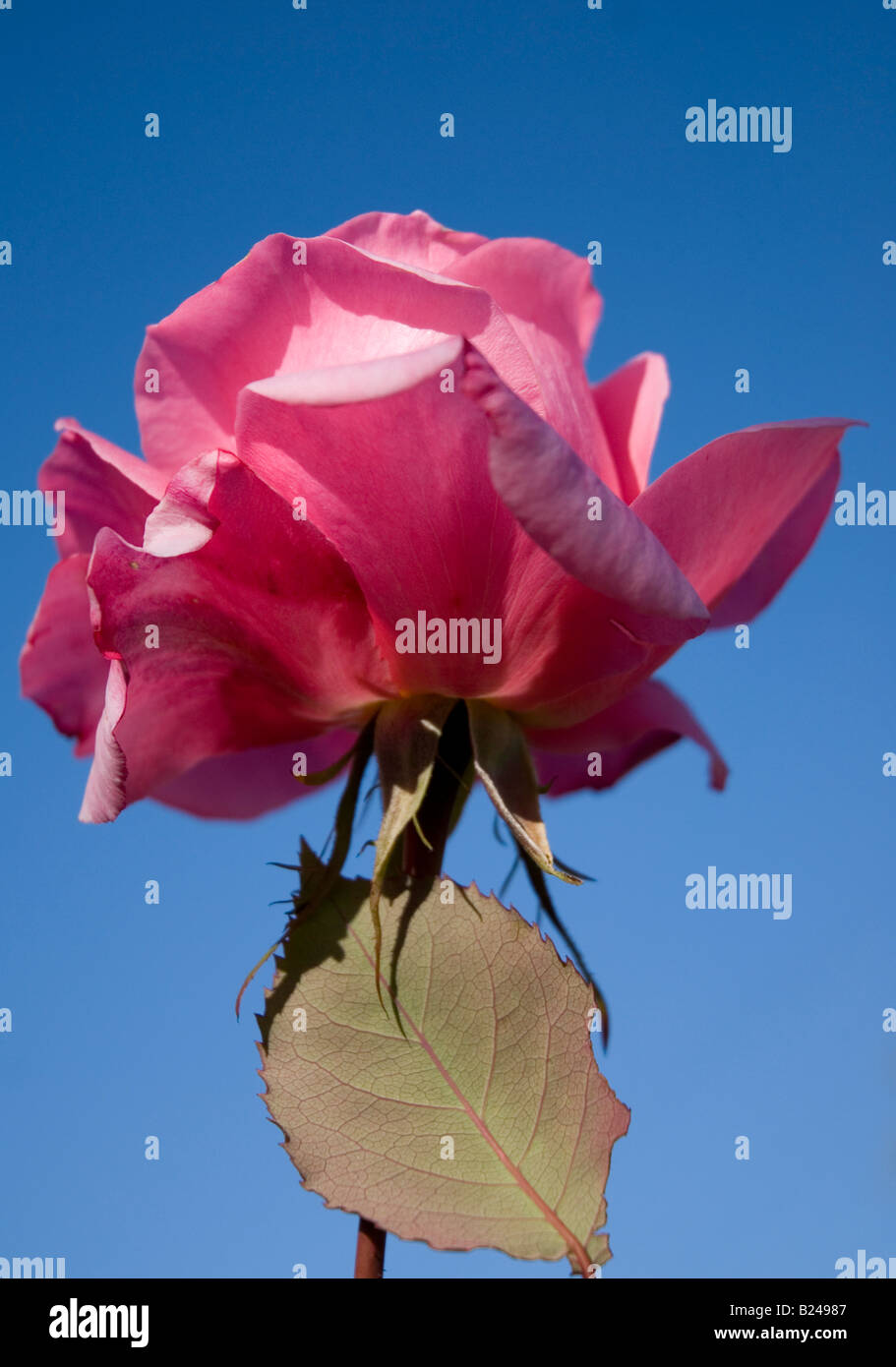 Pink Rose (Rosa Bucbi) Stock Photo