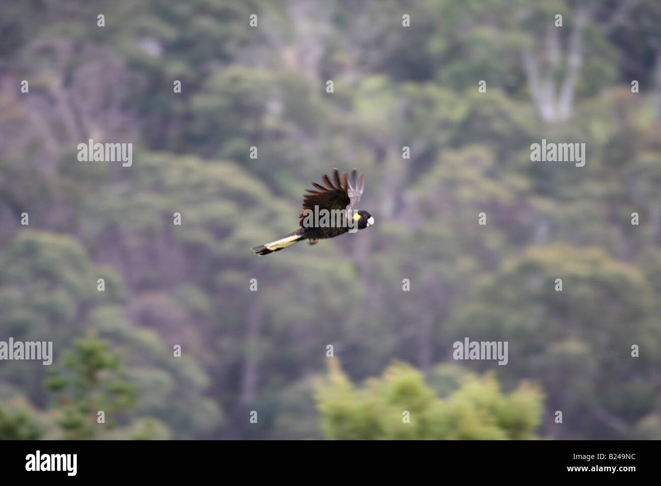 Yellow tailed black cockatoo, calyptorhynchus funereus, single adult in