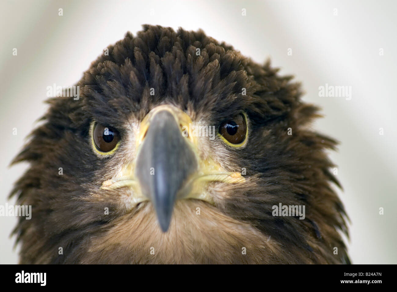 Close-up of head of white tailed sea eagle. Stock Photo