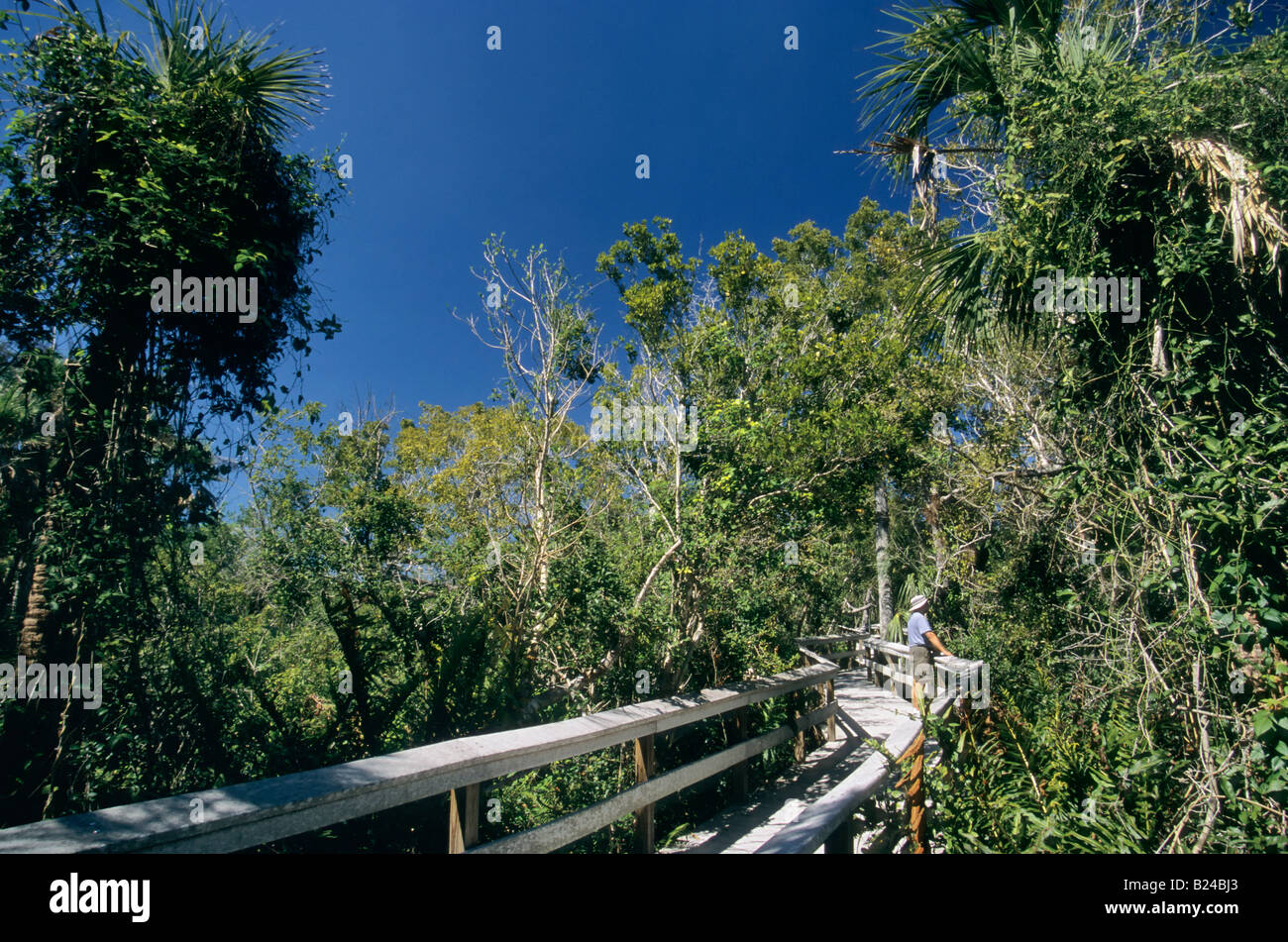 Hardwood hammock everglades hires stock photography and images Alamy