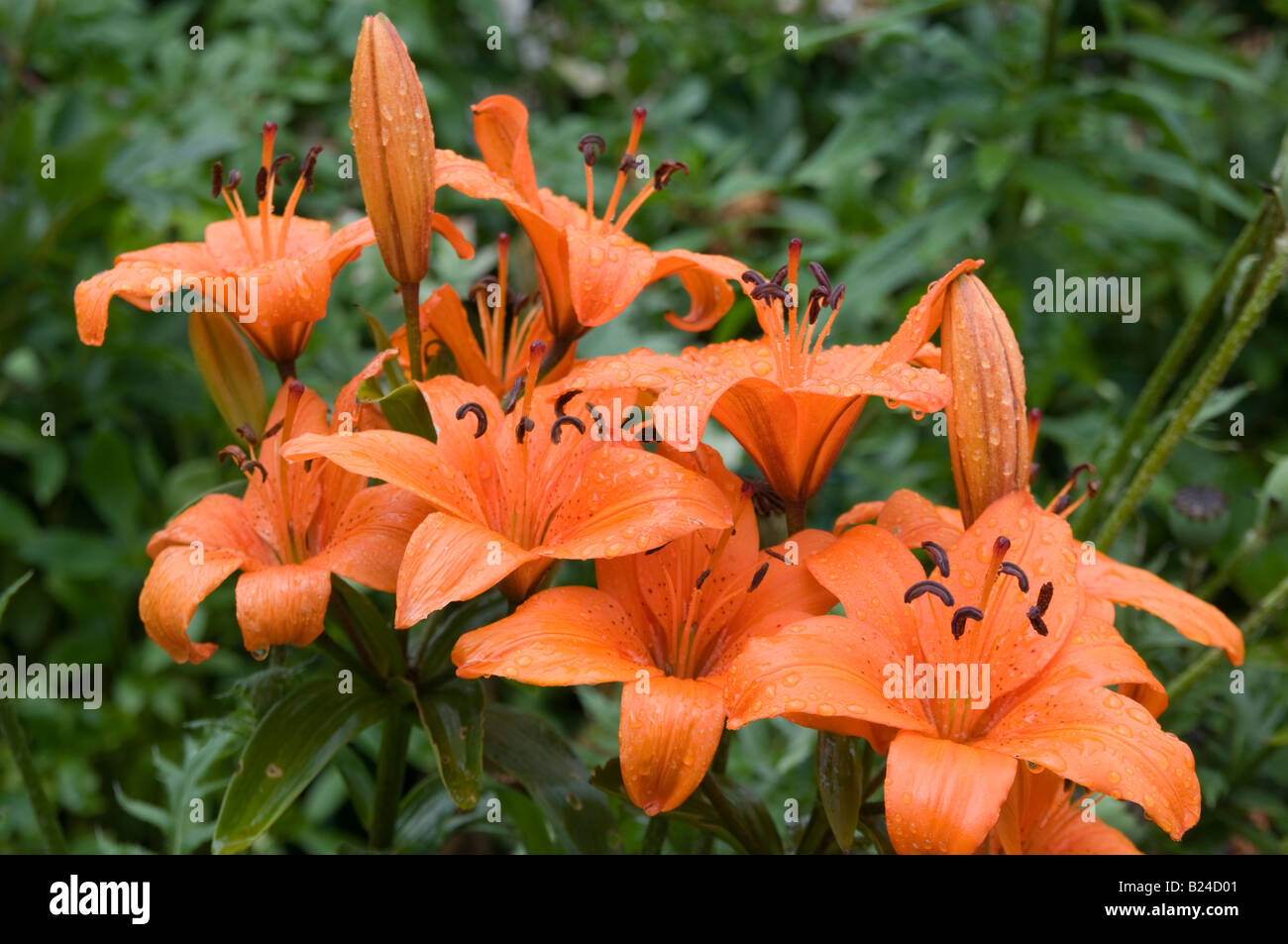 Orange Lily Liberty Hyde Bailey Stock Photo