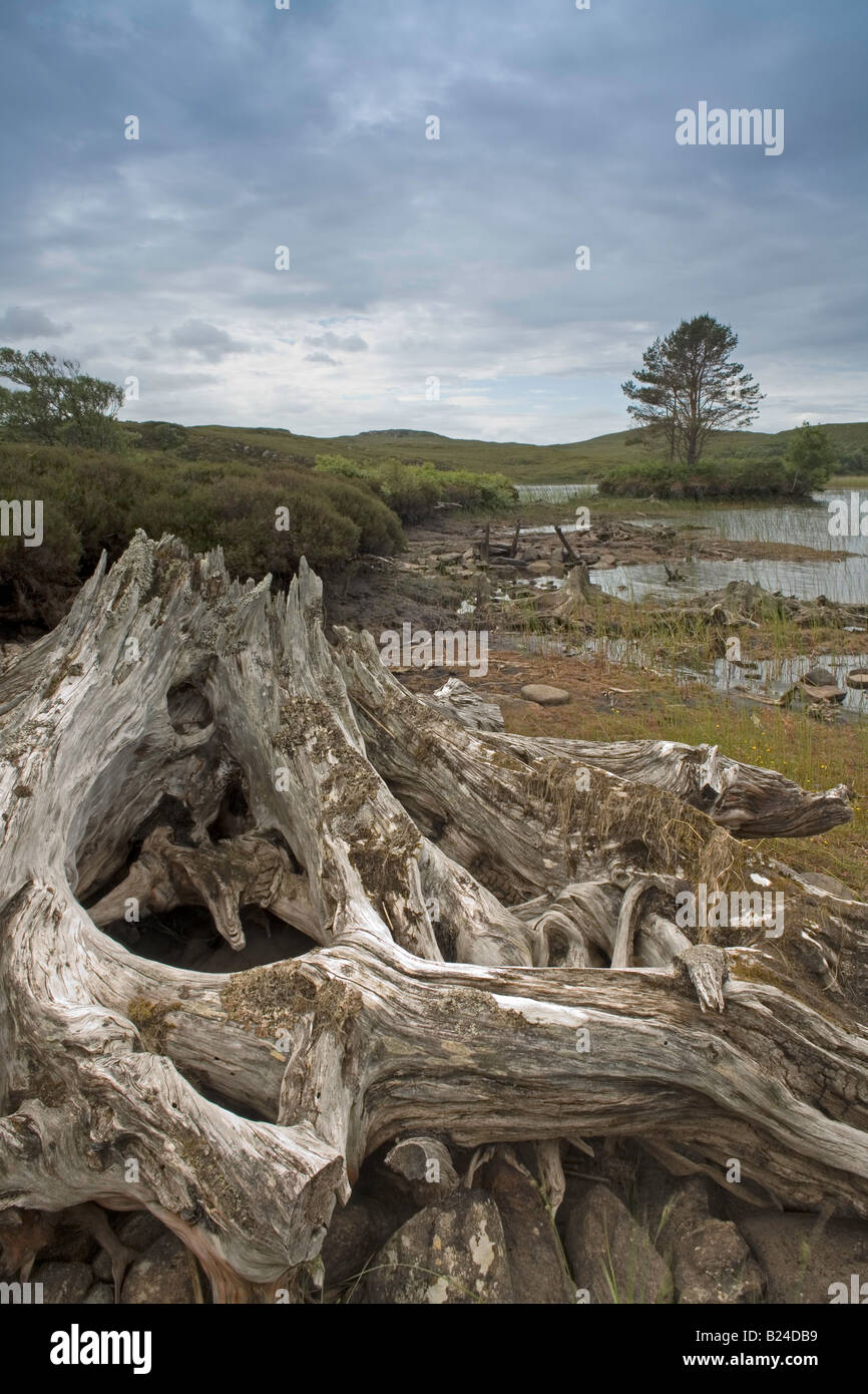 Tree Stump at, Loch Bad a Chrotha, near Badachro, by Gairloch 