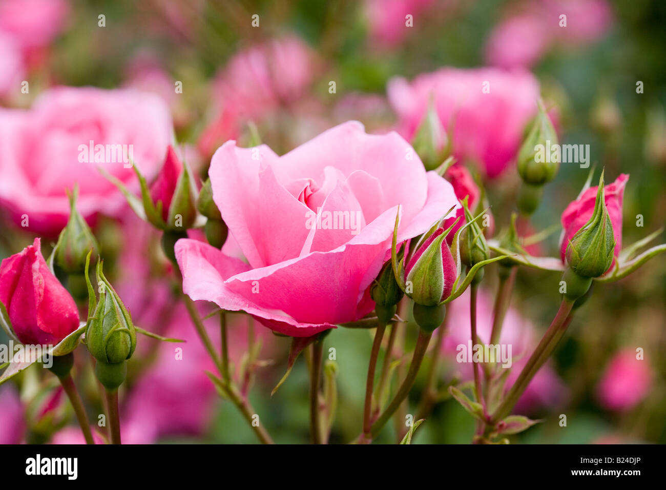 Rose blooms hi-res stock photography and images - Alamy