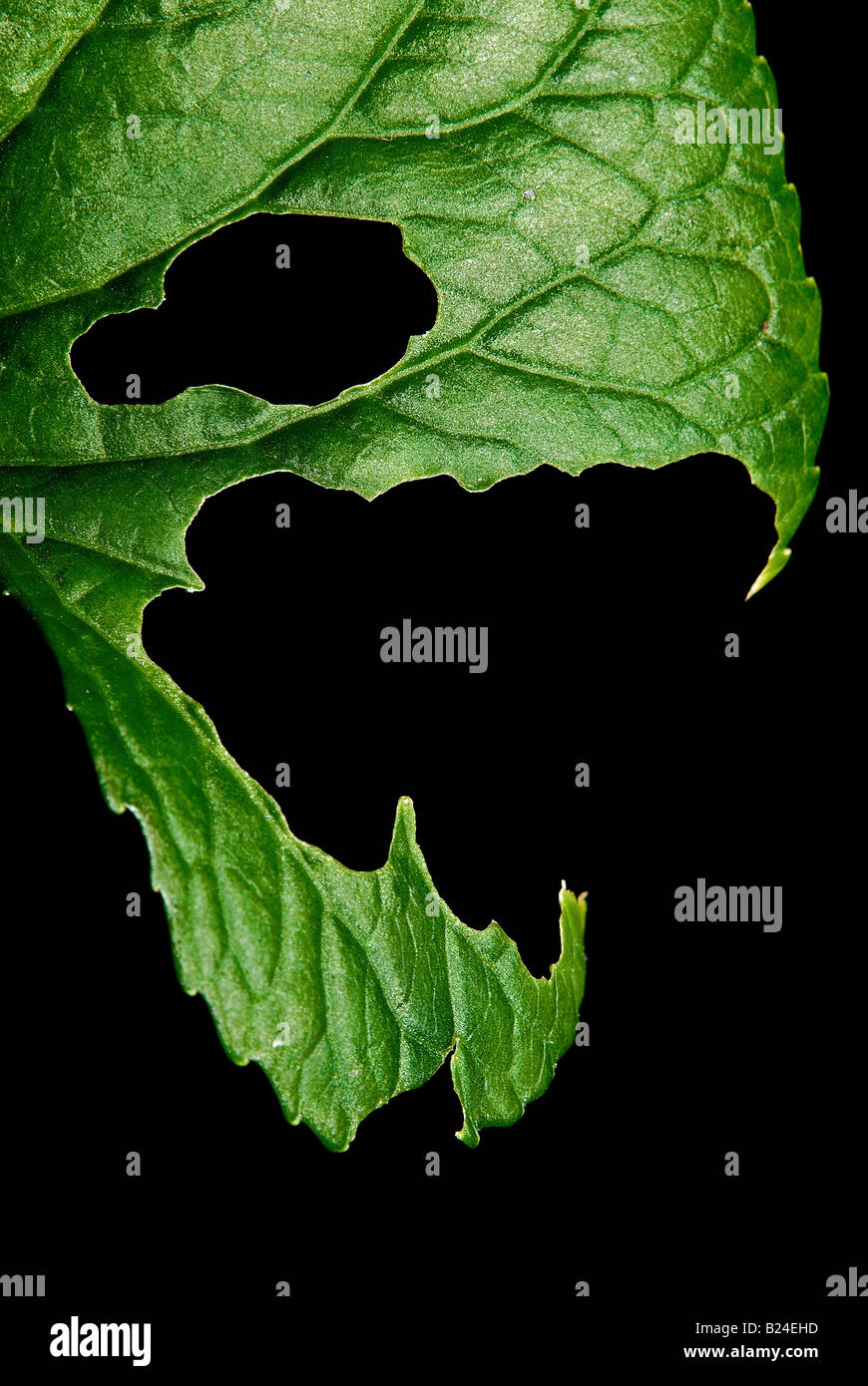 Diseased leaf Stock Photo