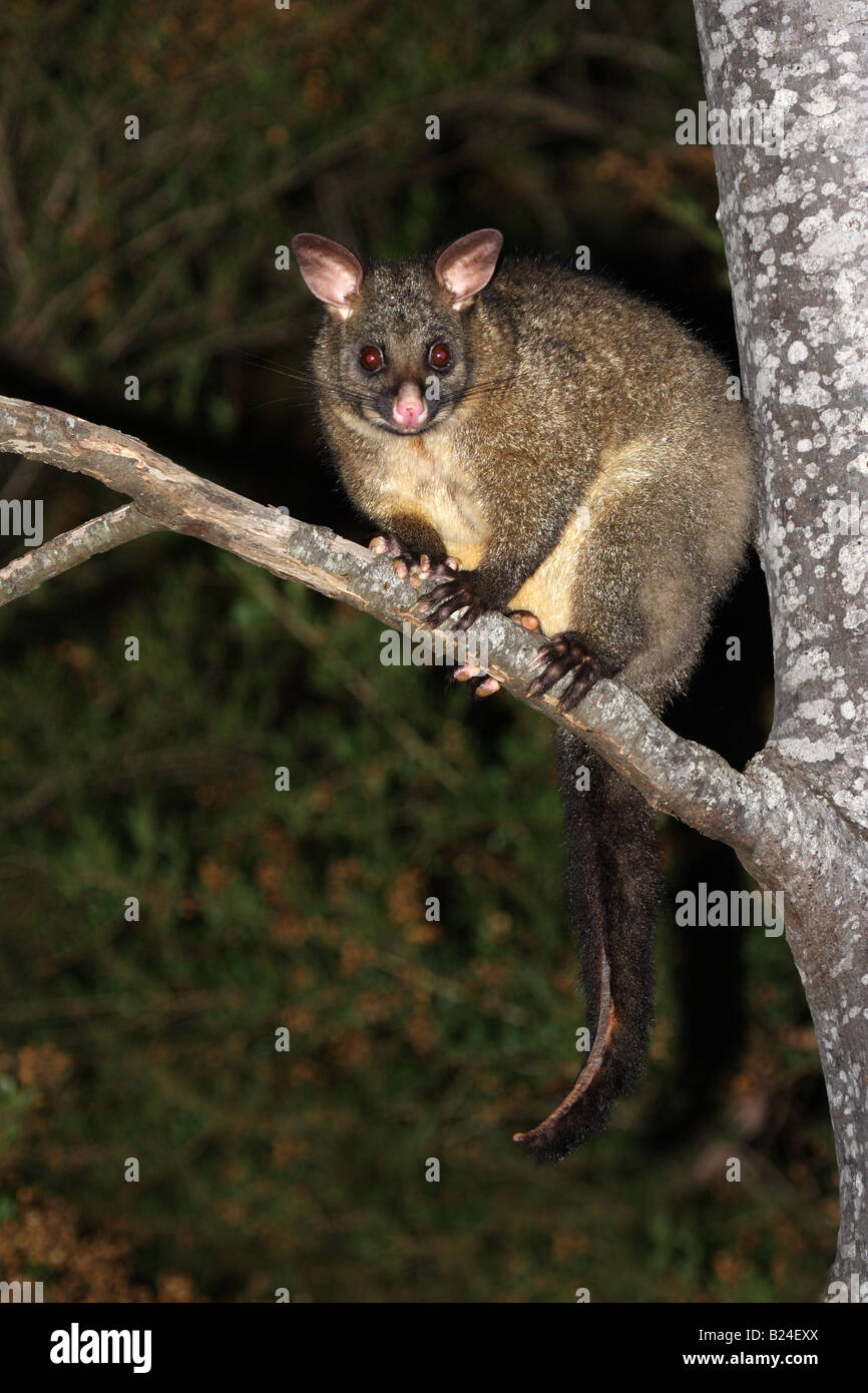 common brushtail possum in tree Stock Photo Alamy