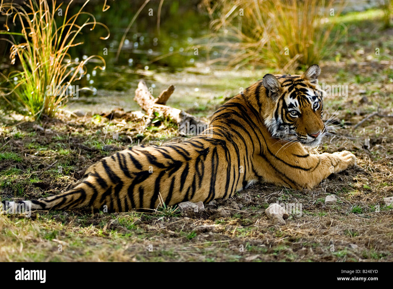 Tiger resting in tiger habitat in Ranthambhore national park Stock