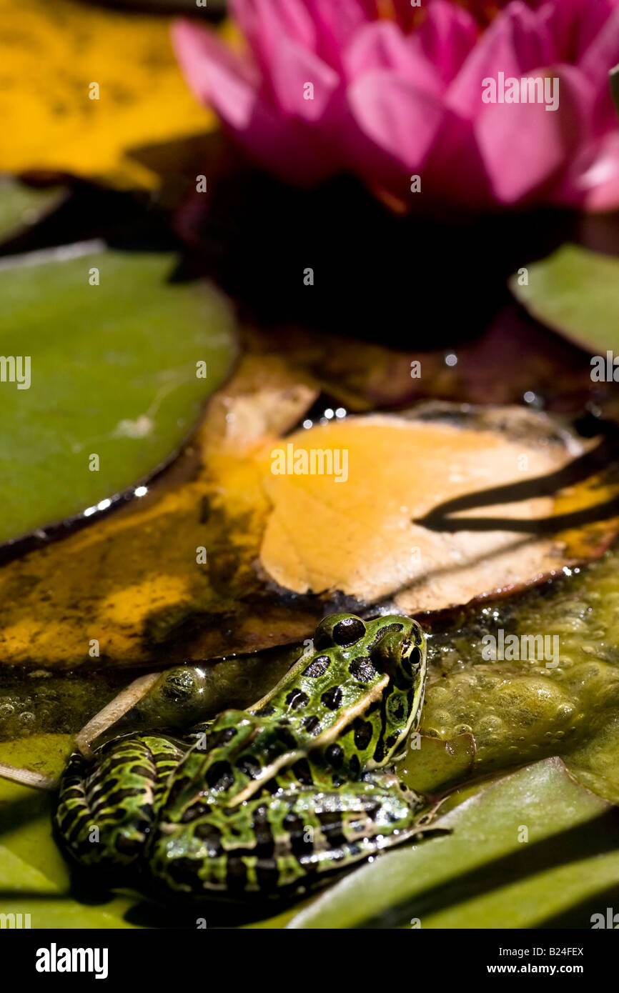Fire bellied Toad sitting on Lilypad.  Bombina orientalis Stock Photo