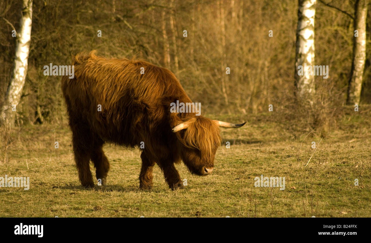 Red highland bull calf grazing in a clearing Stock Photo