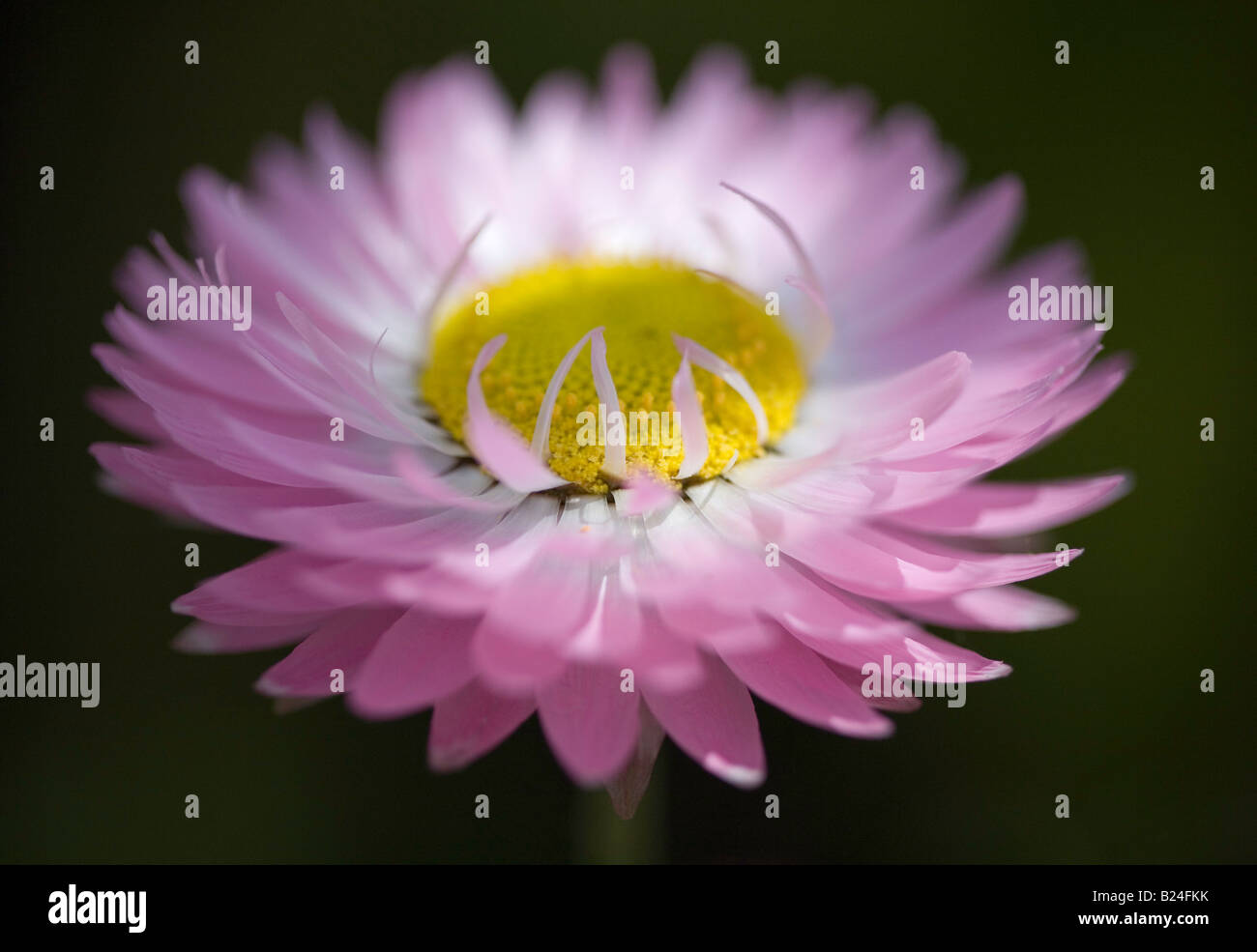 Helichrysum "Strawflower" Bracteantha Stock Photo Alamy