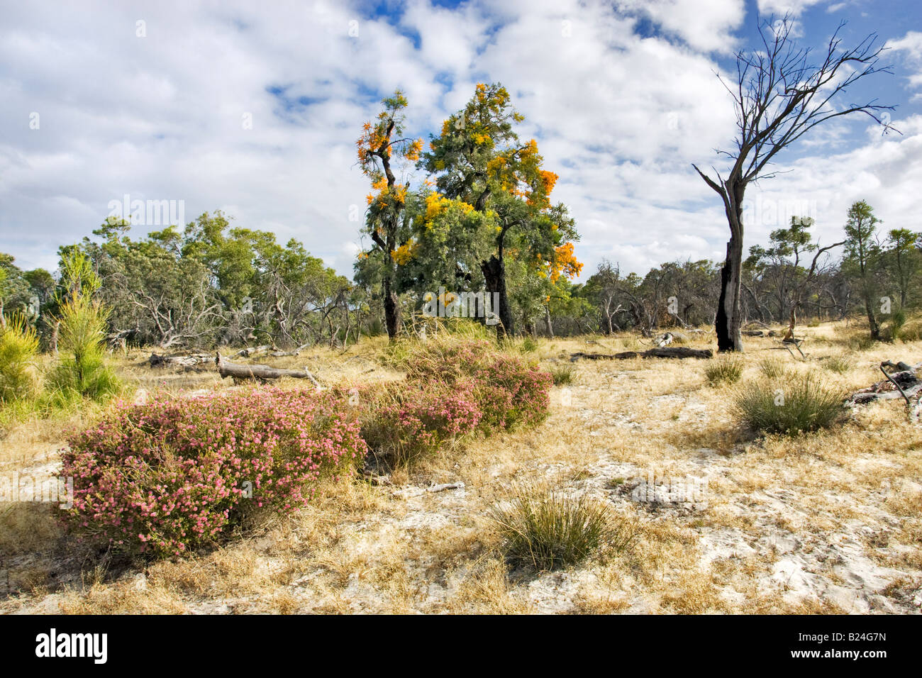 Wildlfowers and Western Australian Christmas Trees growing in Western Australian bushland north of Perth Stock Photo