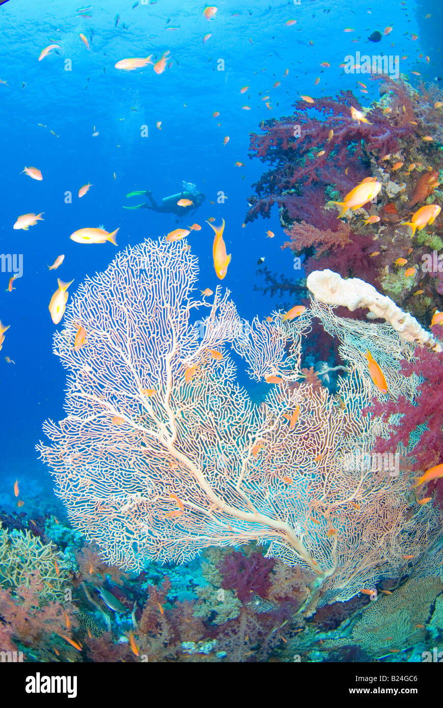 Coral reef and scuba diver in Ras Mohammed national park, Egypt Stock ...