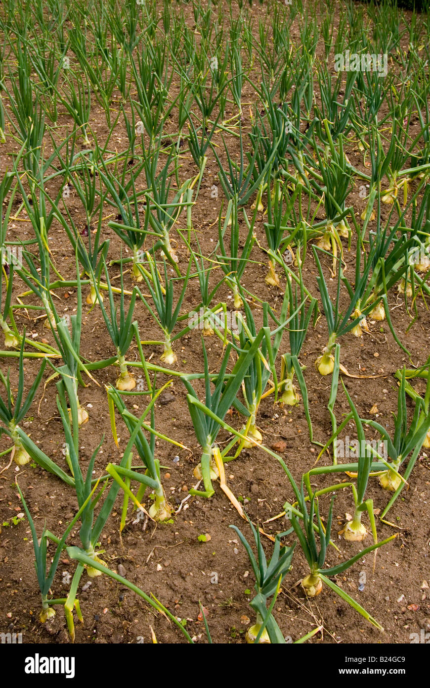 Green onions uk hi-res stock photography and images - Alamy