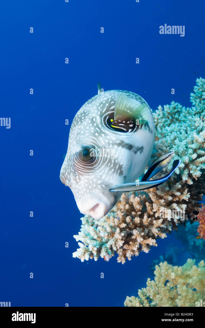 Puffer fish beeing cleaned by cleaner wrasse Stock Photo - Alamy