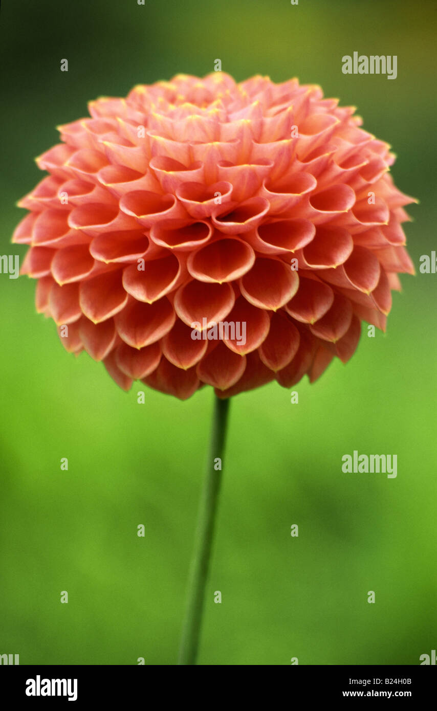 Dahlia 'Wootton Cupid' Stock Photo