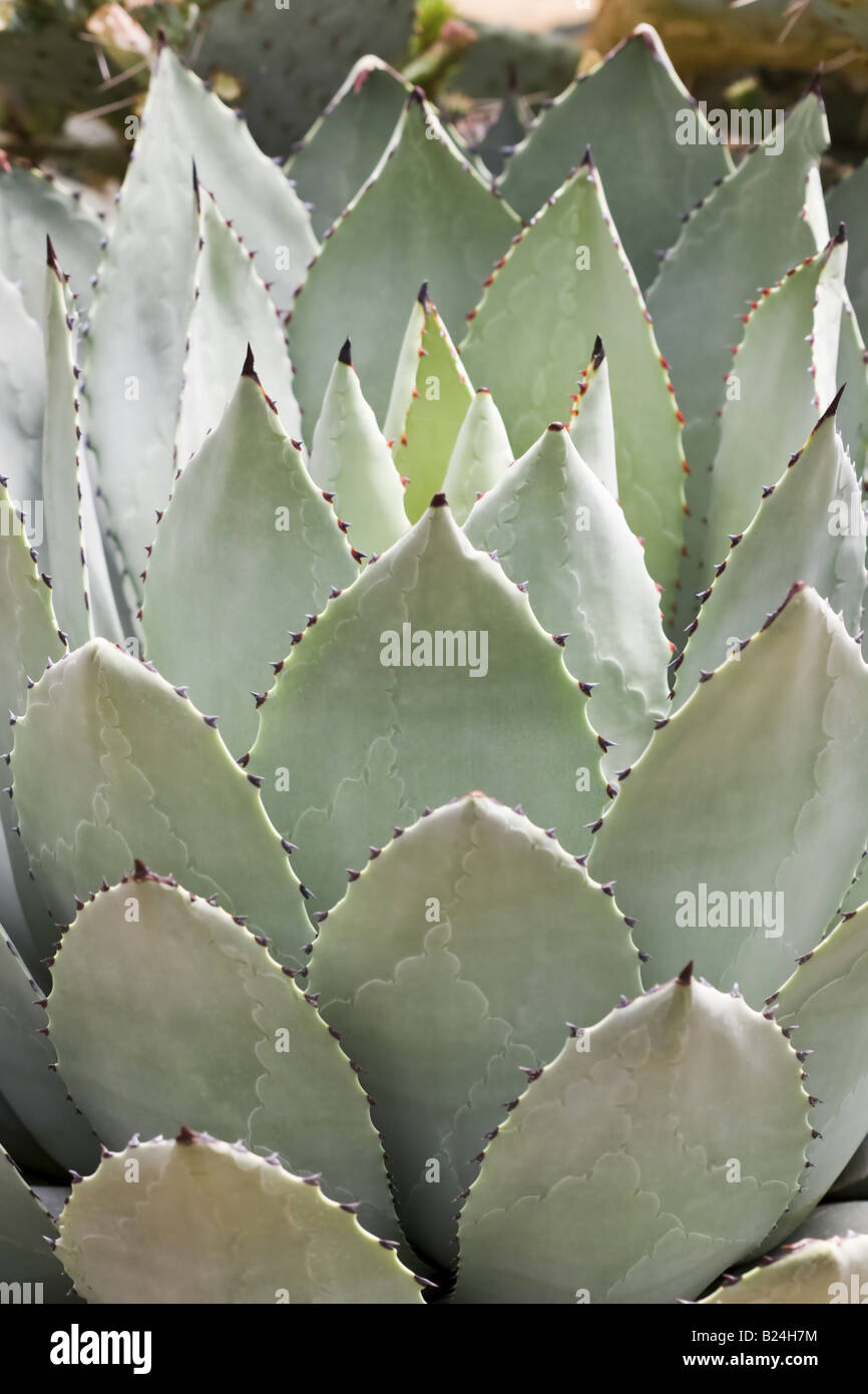 Agave parryi huachucensis Stock Photo