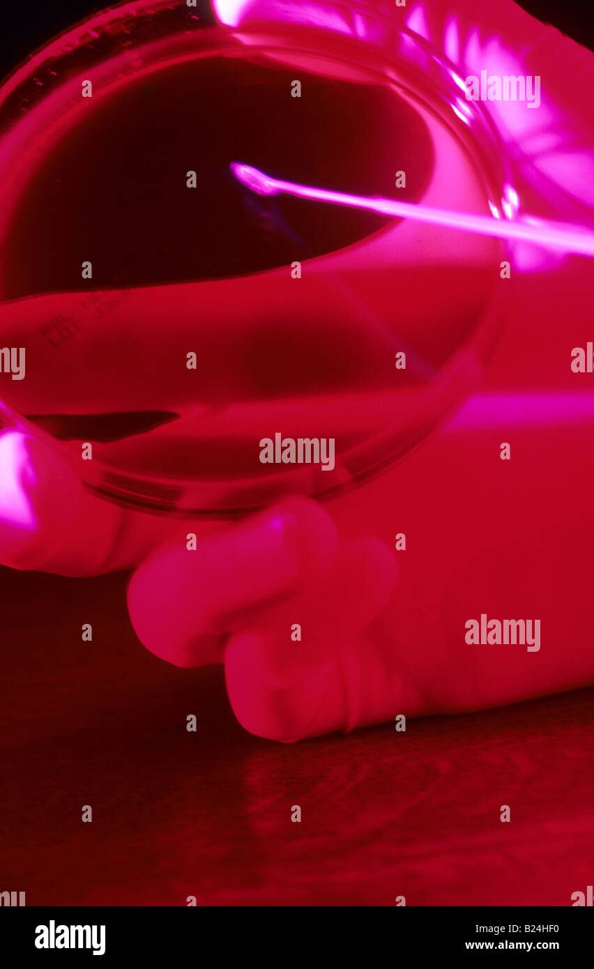 HAND SWABBING PETRI DISH CULTURE MEDIA Stock Photo Alamy