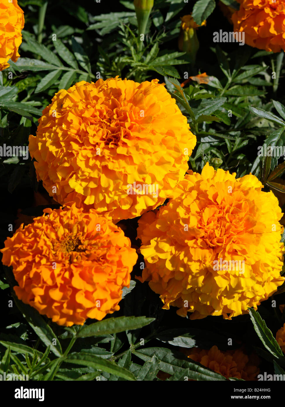 Tagetes erecta 'Crackerjack Mixed' (African marigold) Close up of two orangy yellow flowers. Stock Photo