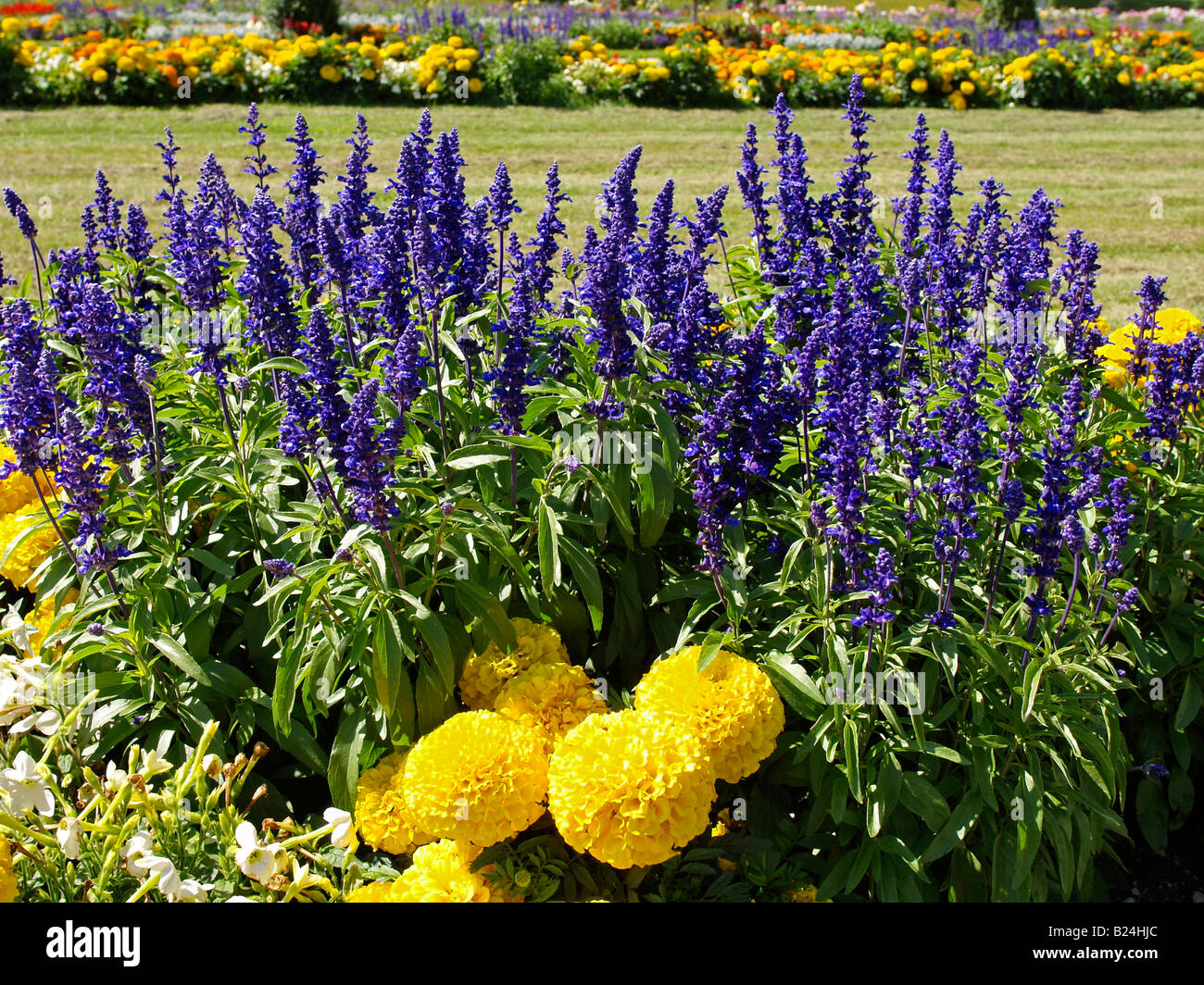 plant flower salvia farinacea Stock Photo