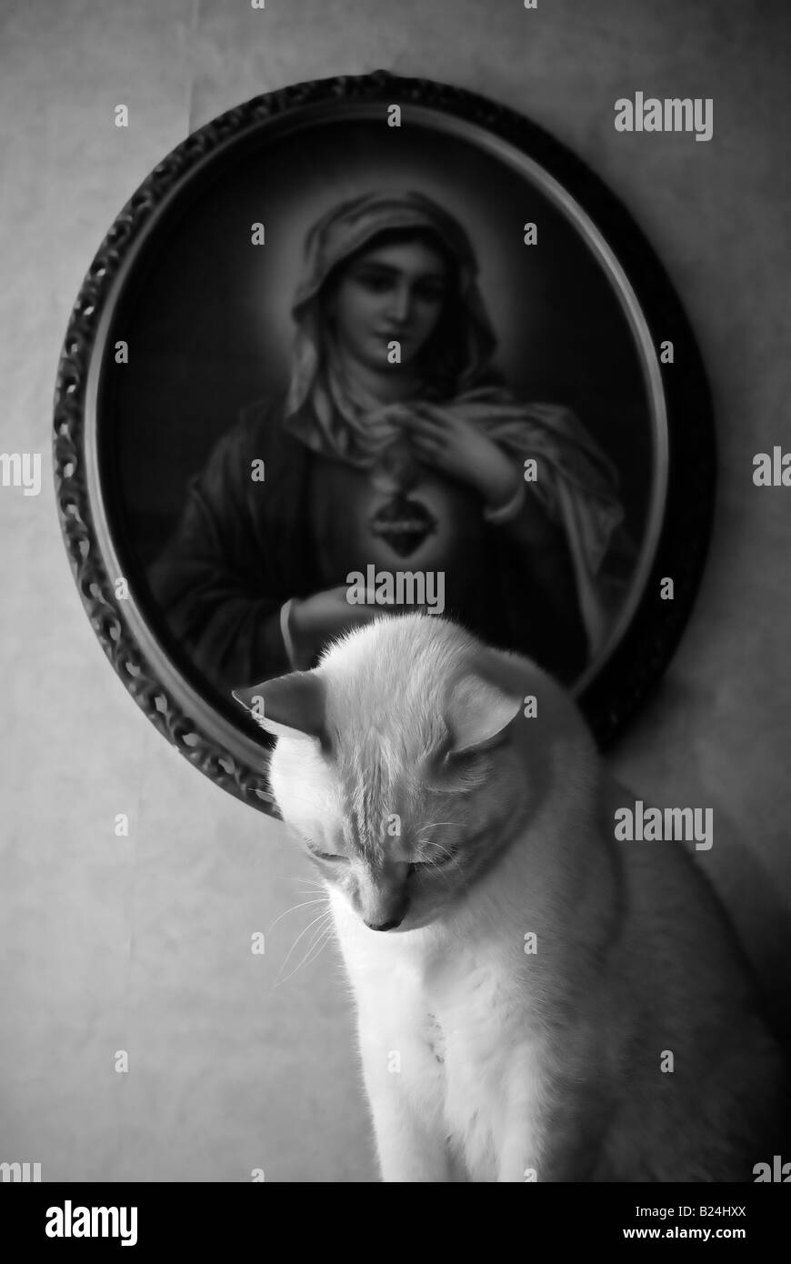Madonna with cat Stock Photo