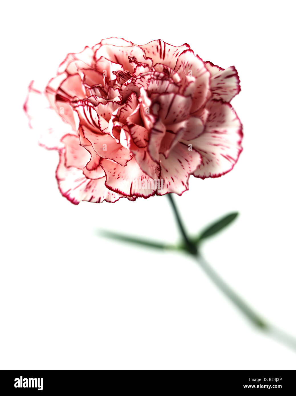Pink and white carnation flower on white background Stock Photo