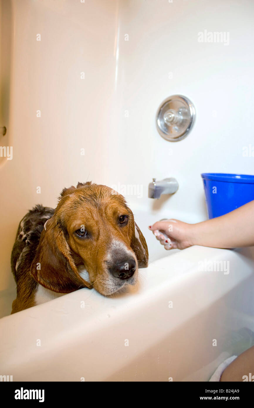 How To Give A Dog A Bath In The Bathtub