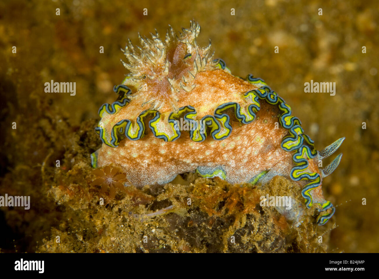 Unusual Nudibranch, Lembeh Strait, Indonesia Stock Photo
