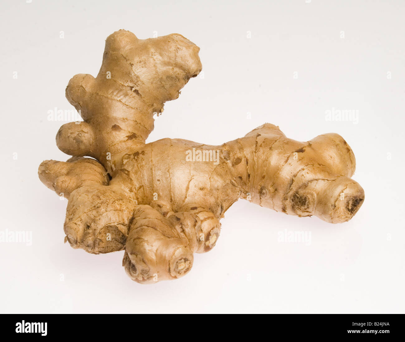 ginger root Zingiber officinale Stock Photo Alamy
