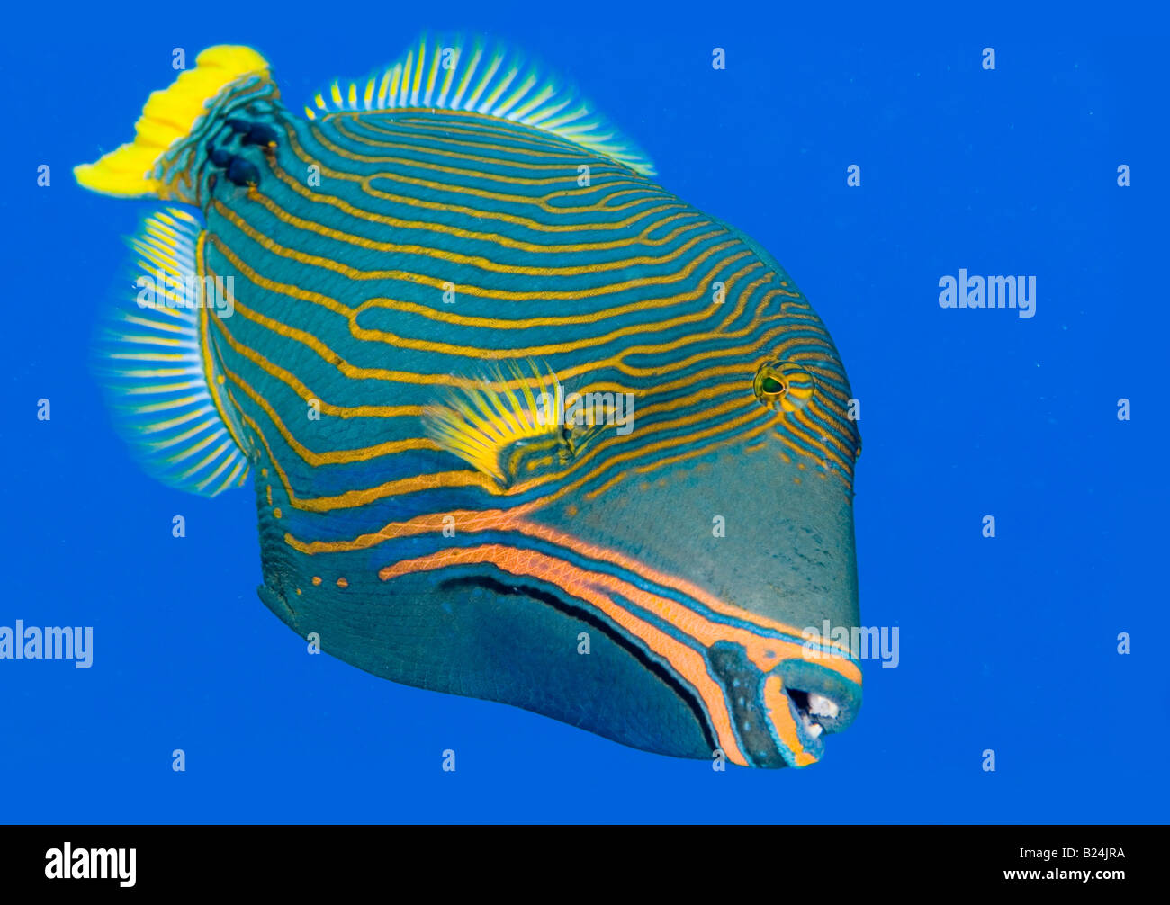 Trigger fish hires stock photography and images Alamy