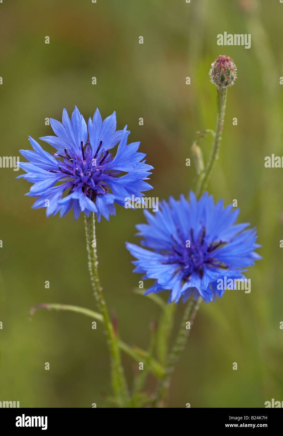 closeup of two blue cornflowers in wildflower field Stock Photo