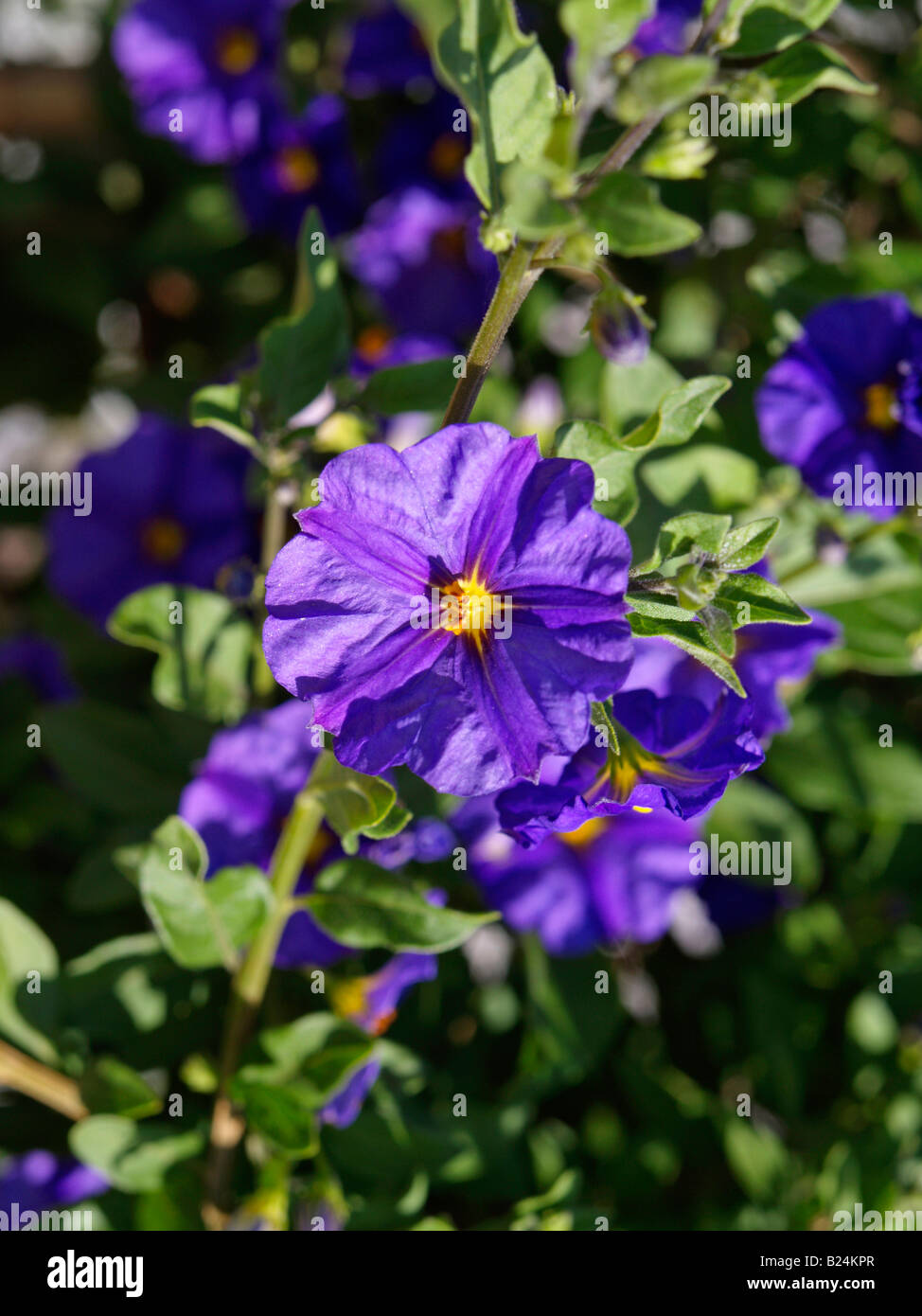 Blue blooming Malva Stock Photo