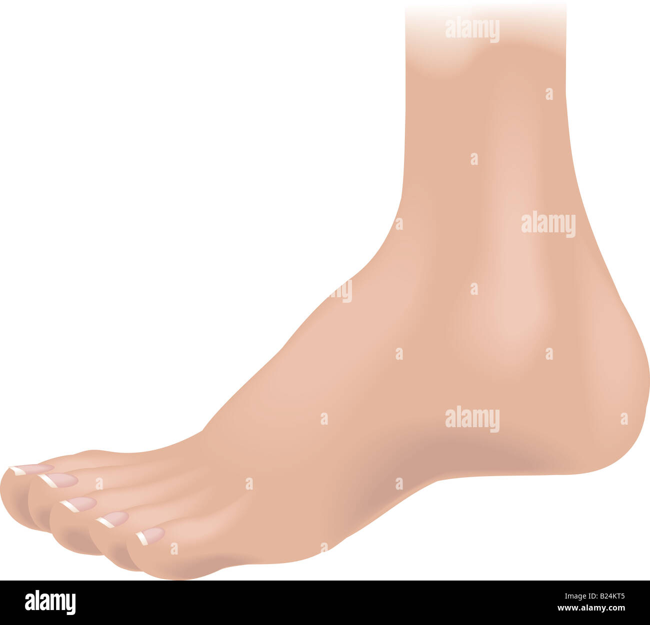 Body parts foot. An illustration of a human foot Stock Photo