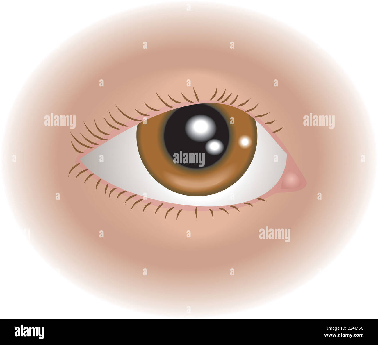 Body parts eye. An illustration of a human eye Stock Photo Alamy