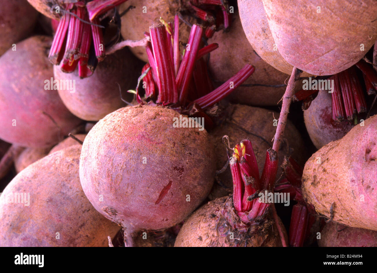 Edible roots hires stock photography and images Alamy