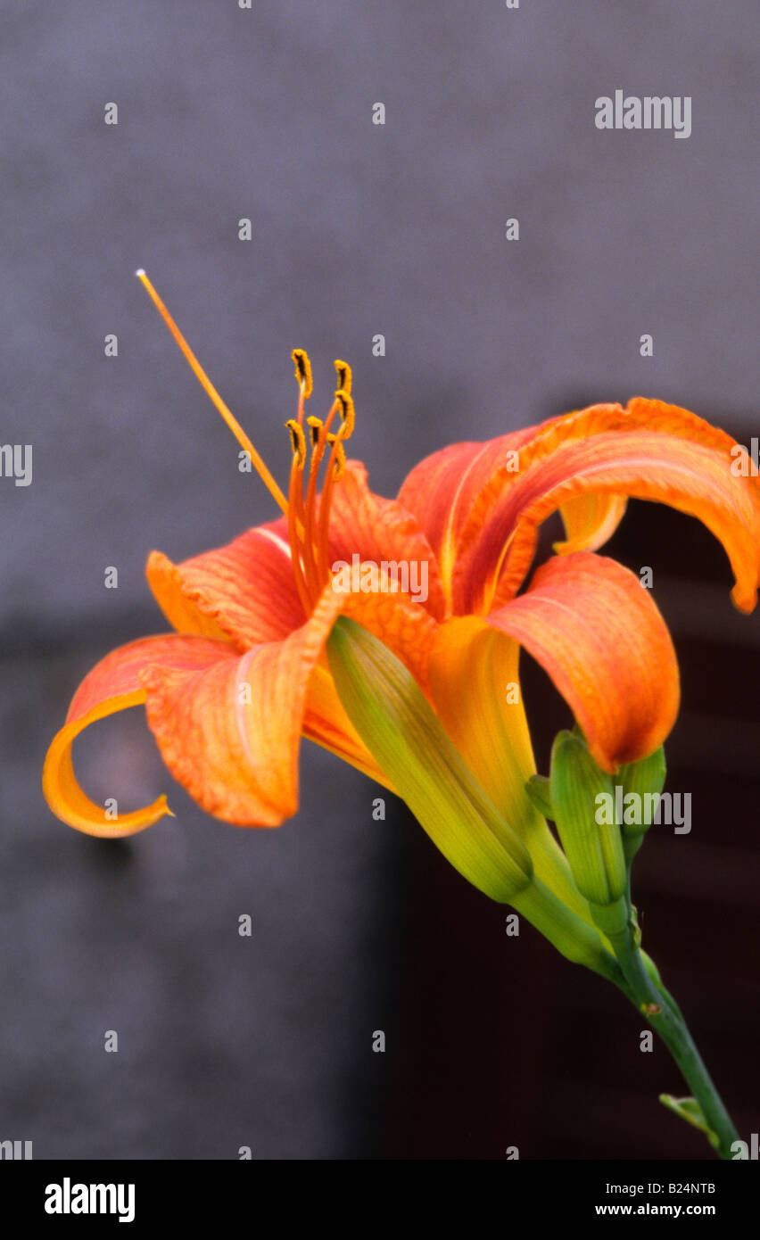 LILY Lilium genus plant flower Stock Photo