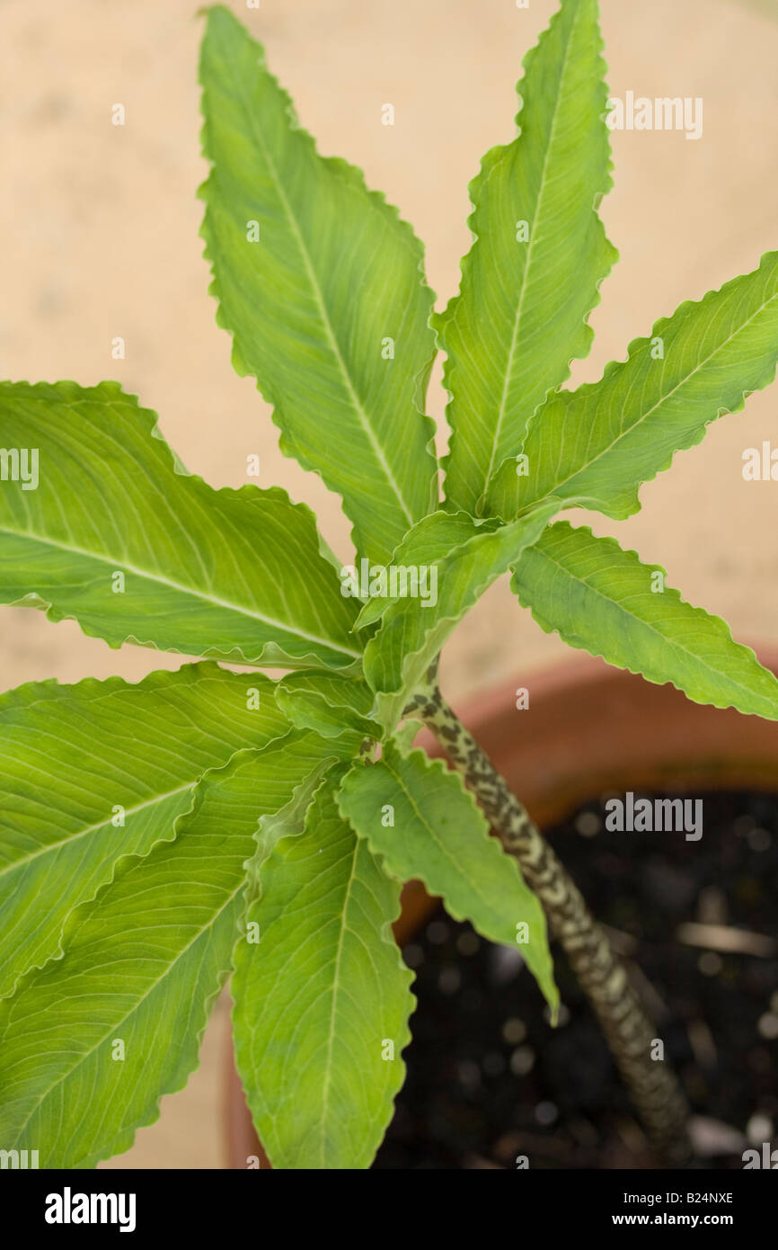 Cornutum Stock Photos & Cornutum Stock Images Alamy