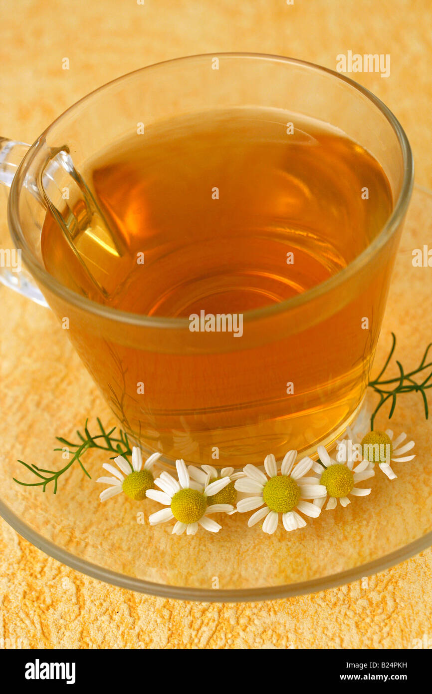 Chamomile Matricaria chamomilla Stock Photo - Alamy