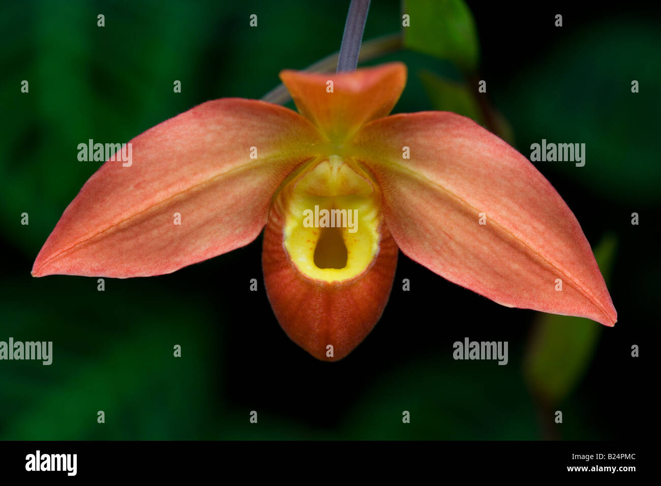 Phragmipedium Orchid, Type - Ouaisne Stock Photo