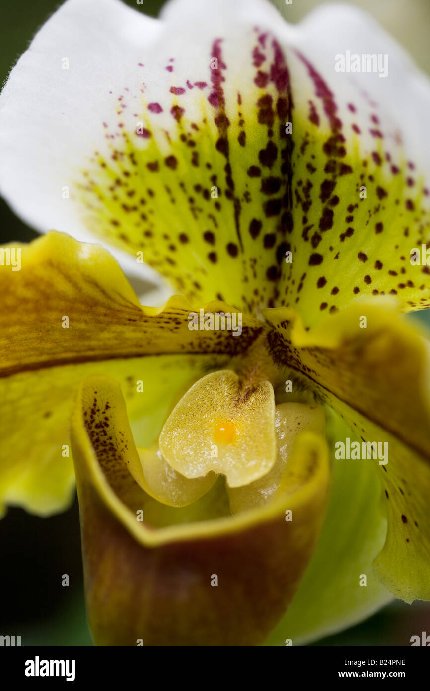 Paphiopedilum Hybrid Orchid Stock Photo