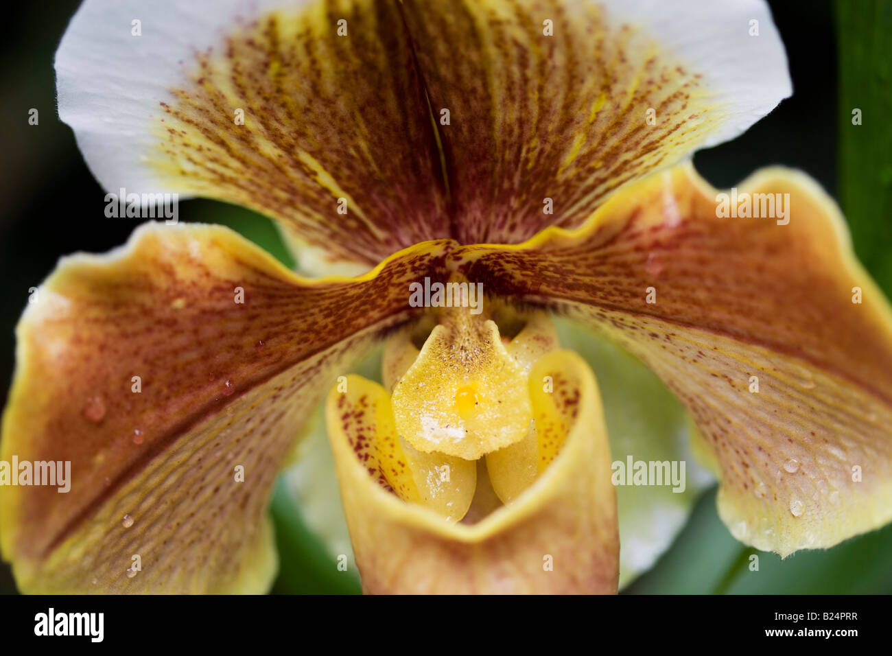 Paphiopedilum Hybrid Orchid Stock Photo