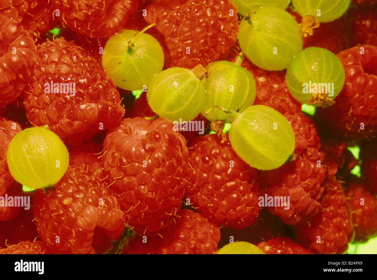 CLOSE UP RASPBERRIES AND GOOSEBERRIES Stock Photo