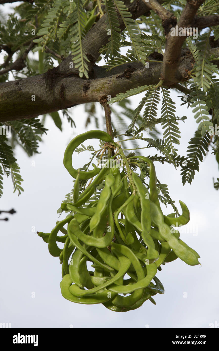 Velvet mesquite (Prosopis velutina) pods, Arizona, USA Stock Photo