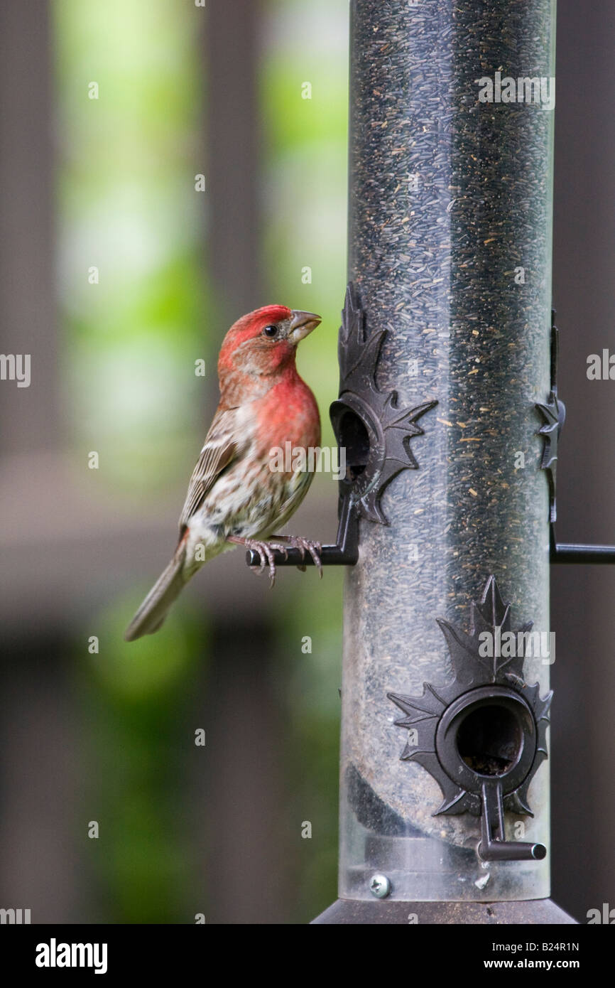 House Finch at tube bird feeder Stock Photo Alamy