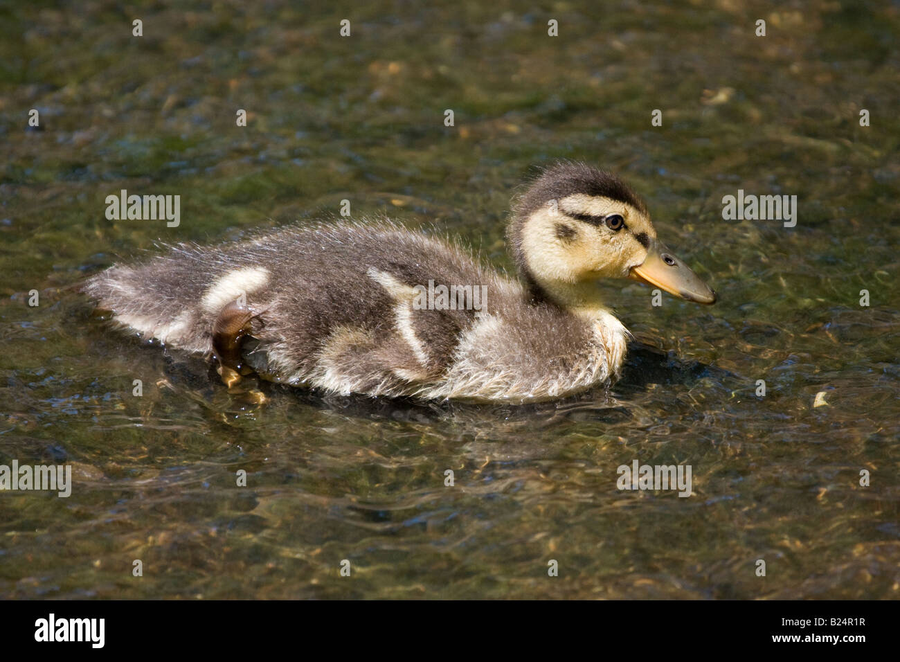 Mallard duckling swimming in shallow stream Stock Photo