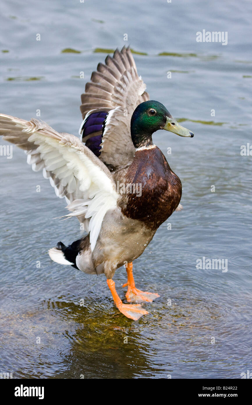 Mallard Duck male flapping wings Stock Photo